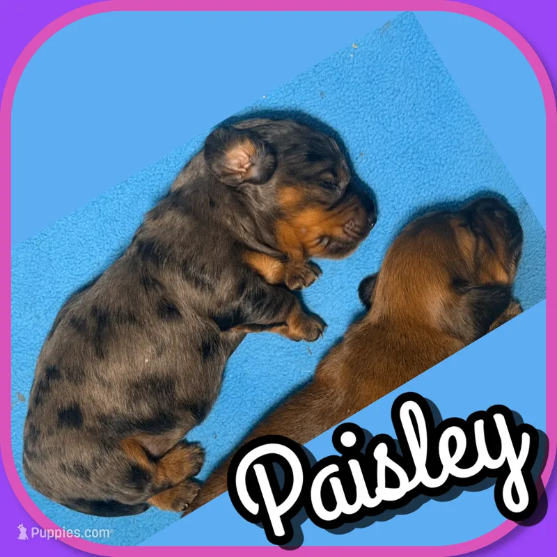 Paisley – Miniature Dachshund puppy for sale in Trenton, NC