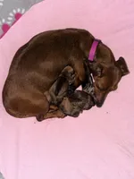 Wiley, a male Miniature Dachshund for sale in Trenton, NC – 8 of 10
