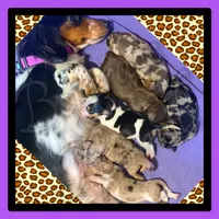 Shep, a male Miniature Dachshund for sale in Trenton, NC – 7 of 9
