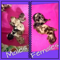 Cowboy, a male Miniature Dachshund for sale in Trenton, NC – 4 of 9