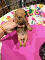 Clint, a male Miniature Dachshund for sale in Trenton, NC – 5 of 9
