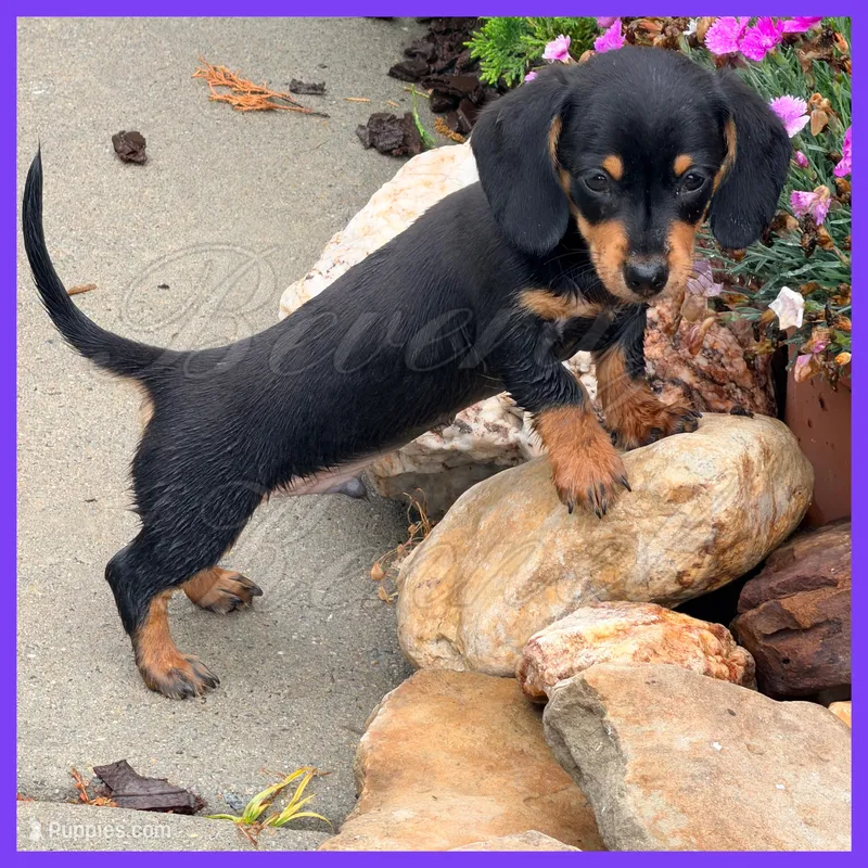 Levi – Miniature Dachshund puppy for sale in Trenton, NC