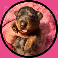 Dapple, a female Miniature Dachshund for sale in Trenton, NC – 1 of 6