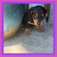 Levi, a male Miniature Dachshund for sale in Trenton, NC – 4 of 10