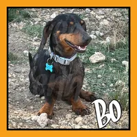Dapple, a female Miniature Dachshund for sale in Trenton, NC – 6 of 6