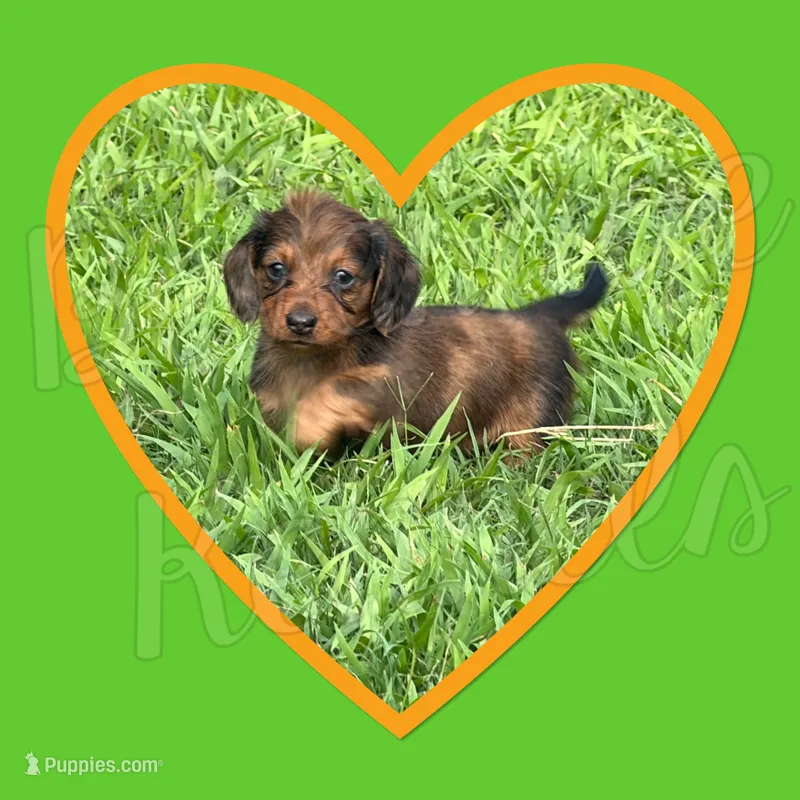 Wiley – Miniature Dachshund puppy for sale in Trenton, NC