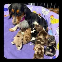 Cowboy, a male Miniature Dachshund for sale in Trenton, NC – 3 of 9