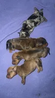 Wiley, a male Miniature Dachshund for sale in Trenton, NC – 3 of 10