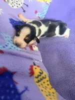 Cowboy, a male Miniature Dachshund for sale in Trenton, NC – 8 of 9