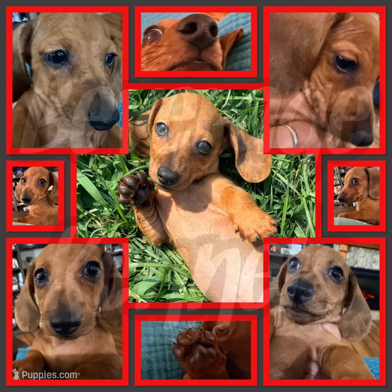 Clint – Miniature Dachshund puppy for sale in Trenton, NC