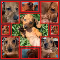 Rambo, a male Miniature Dachshund for sale in Trenton, NC – 4 of 10