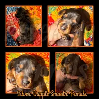 Dapple, a female Miniature Dachshund for sale in Trenton, NC – 5 of 6