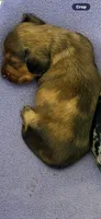 Wiley, a male Miniature Dachshund for sale in Trenton, NC – 6 of 10