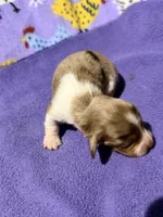 Shep, a male Miniature Dachshund for sale in Trenton, NC – 6 of 9
