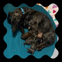 Niles, a male Miniature Dachshund for sale in Trenton, NC – 3 of 7