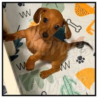 Rambo, a male Miniature Dachshund for sale in Trenton, NC – 3 of 10