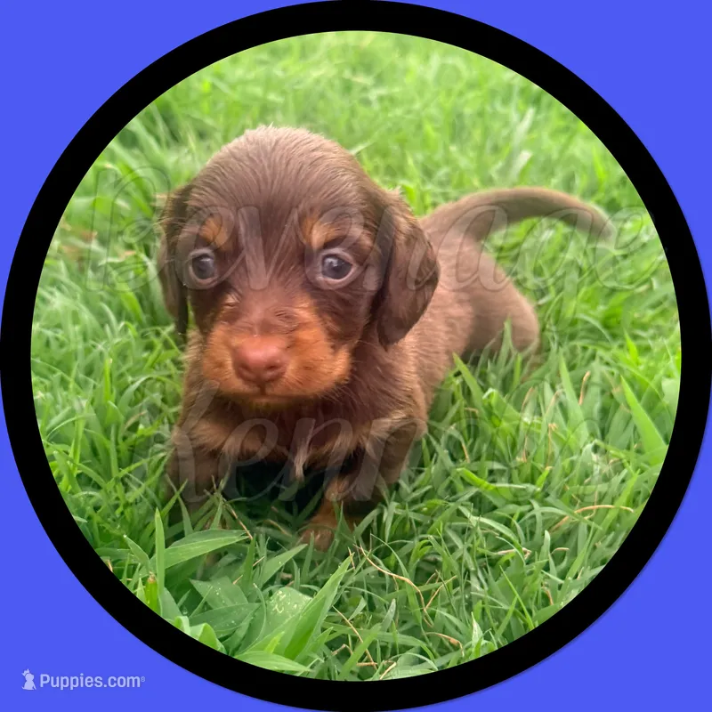 Huck – Miniature Dachshund puppy for sale in Trenton, NC