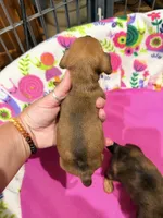 Clint, a male Miniature Dachshund for sale in Trenton, NC – 4 of 9