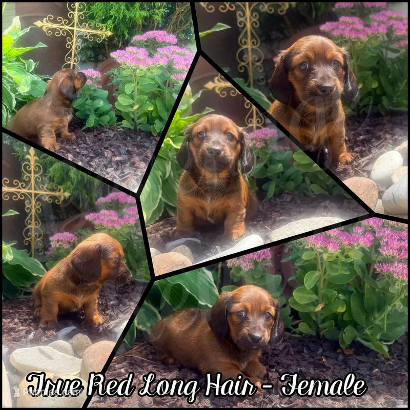 Nala – Miniature Dachshund puppy for sale in Trenton, NC
