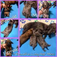 Paisley, a female Miniature Dachshund for sale in Trenton, NC – 5 of 7