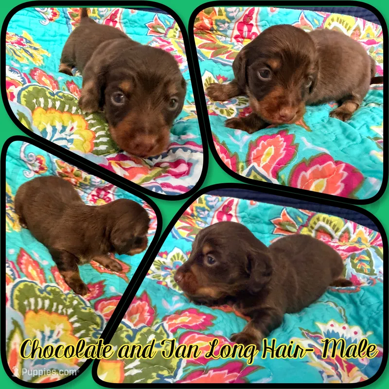 Huck – Miniature Dachshund puppy for sale in Trenton, NC