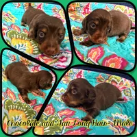 Huck, a male Miniature Dachshund for sale in Trenton, NC – 1 of 7