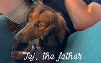Niles, a male Miniature Dachshund for sale in Trenton, NC – 7 of 7