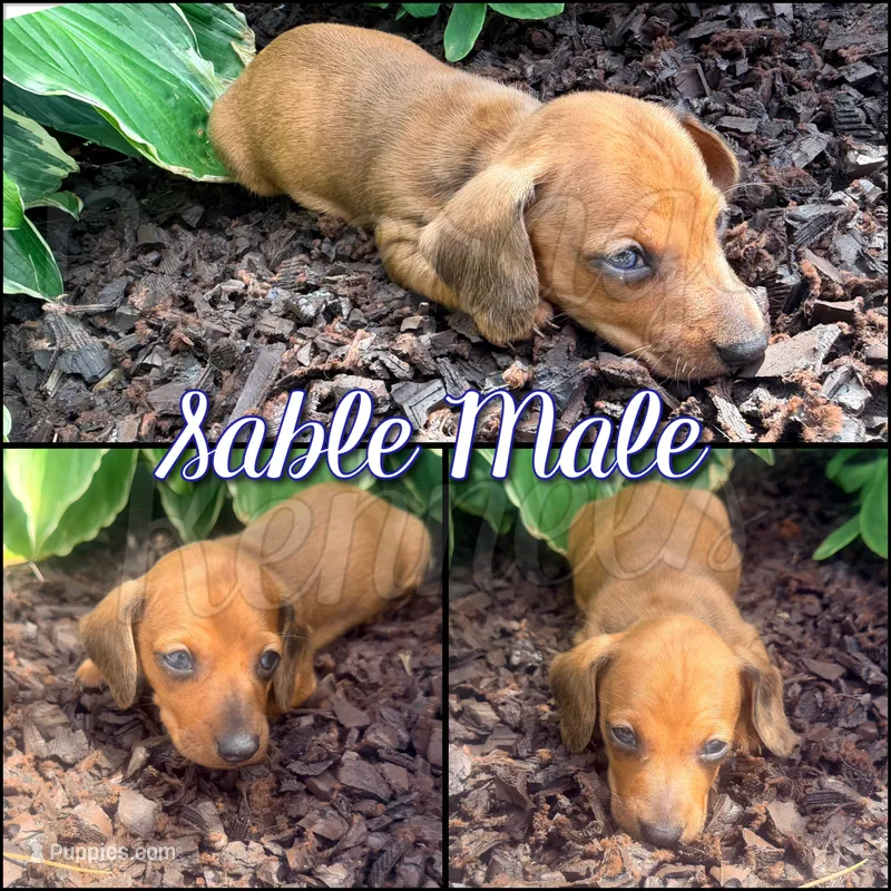 Clint – Miniature Dachshund puppy for sale in Trenton, NC