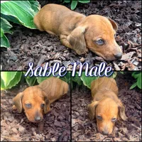 Clint, a male Miniature Dachshund for sale in Trenton, NC – 1 of 9