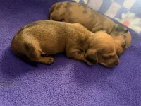 Clint, a male Miniature Dachshund for sale in Trenton, NC – 2 of 9