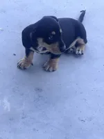 Ryder, a male Miniature Dachshund for sale in Trenton, NC – 9 of 10