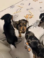 Ryder, a male Miniature Dachshund for sale in Trenton, NC – 8 of 10