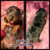 Dapple, a female Miniature Dachshund for sale in Trenton, NC – 4 of 6