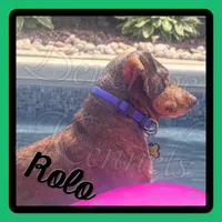 Huck, a male Miniature Dachshund for sale in Trenton, NC – 6 of 7