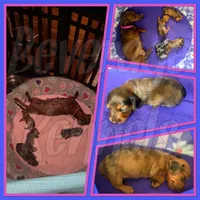 Clint, a male Miniature Dachshund for sale in Trenton, NC – 6 of 9