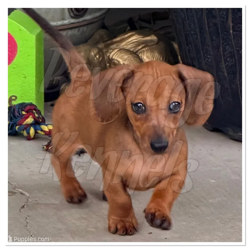 Rambo – Miniature Dachshund puppy for sale in Trenton, NC