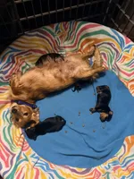 Levi, a male Miniature Dachshund for sale in Trenton, NC – 10 of 10