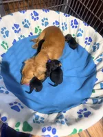 Ryder, a male Miniature Dachshund for sale in Trenton, NC – 10 of 10