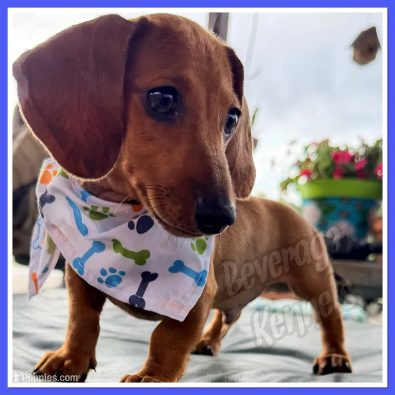 Sweet Red – Miniature Dachshund puppy for sale in Trenton, NC