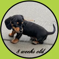 Levi, a male Miniature Dachshund for sale in Trenton, NC – 2 of 10