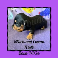 Ryder, a male Miniature Dachshund for sale in Trenton, NC – 2 of 10
