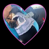 Tater Tot- AKC, a male Miniature Dachshund for sale in Trenton, NC – Photo 6 of 9