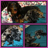 Tater Tot- AKC, a male Miniature Dachshund for sale in Trenton, NC – Photo 8 of 9