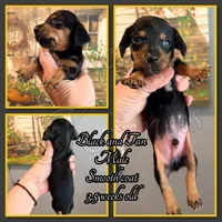 Tater Tot- AKC, a male Miniature Dachshund for sale in Trenton, NC – Photo 7 of 9