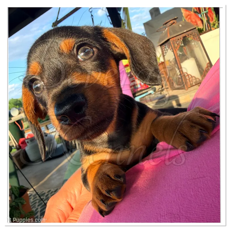 Tater Tot- AKC, a male Miniature Dachshund for sale in Trenton, NC – Photo 1 of 9