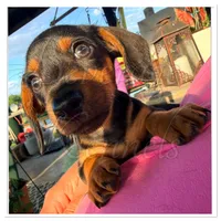 Tater Tot- AKC, a male Miniature Dachshund for sale in Trenton, NC – Photo 1 of 9