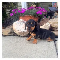 Tater Tot- AKC, a male Miniature Dachshund for sale in Trenton, NC – Photo 3 of 9