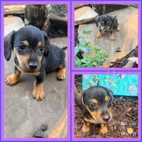 Tater Tot- AKC, a male Miniature Dachshund for sale in Trenton, NC – Photo 4 of 9