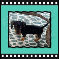 Tater Tot- AKC, a male Miniature Dachshund for sale in Trenton, NC – Photo 5 of 9
