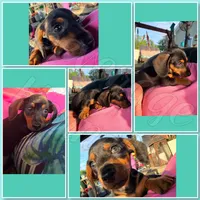 Tater Tot- AKC, a male Miniature Dachshund for sale in Trenton, NC – Photo 2 of 9